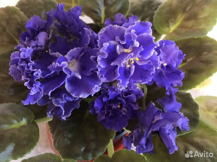 Фиалка ек-Севастопольский вальс