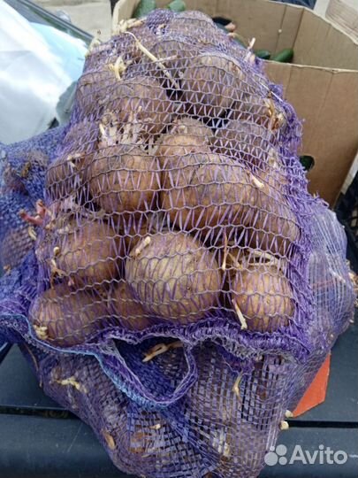 Семенной картофель гала