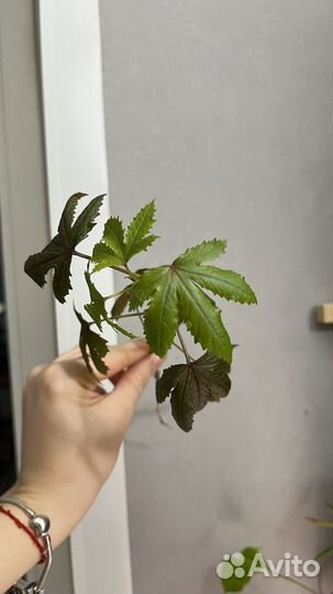 Гибискус кленовидный махагон