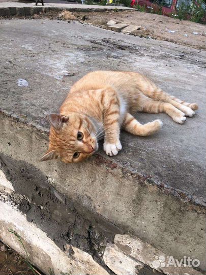 Кот ищет дом