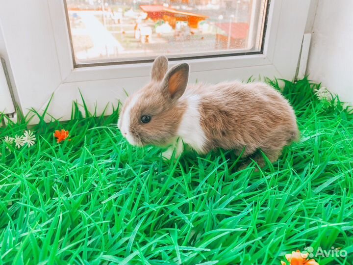 Карликовый кролик - хотот редкий