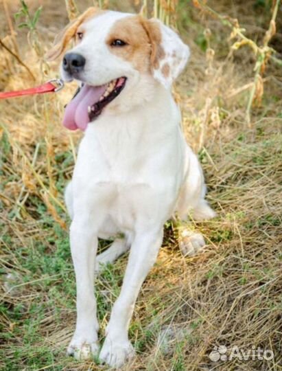 Собака в добрые руки