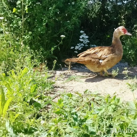 Семья индоуток