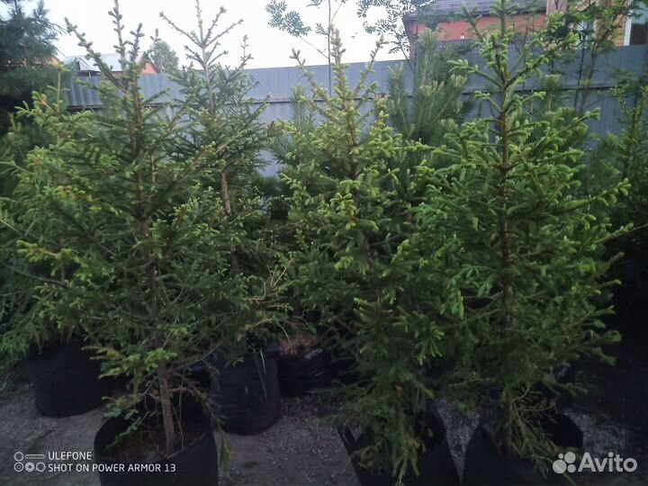 Ель, пихты, кедры саженцы