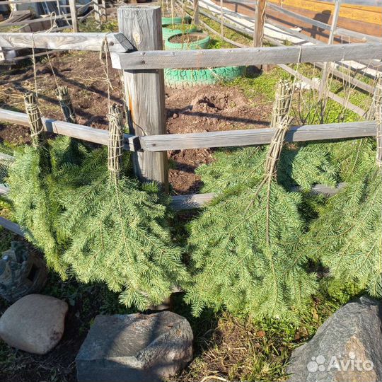 Веники для бани