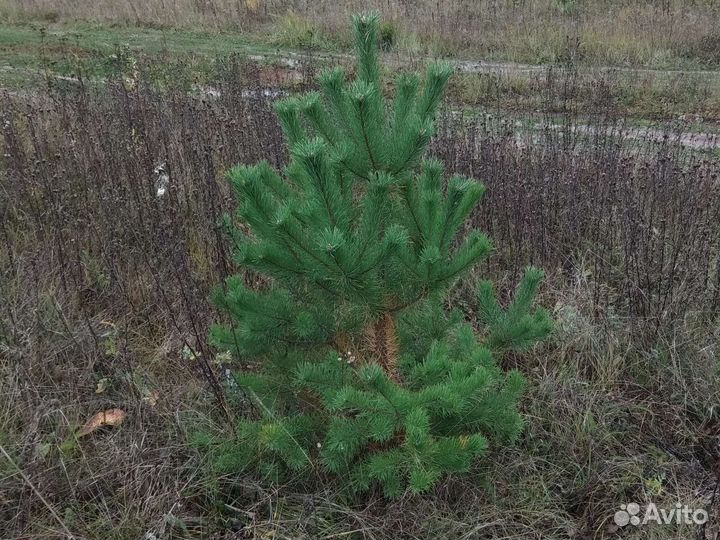 Ель, сосна саженцы
