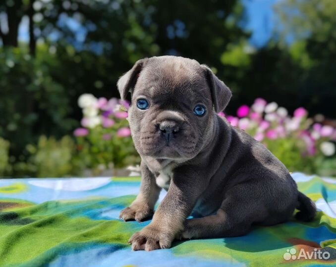 Шикарные голубой шоколад лиловые щенки француз