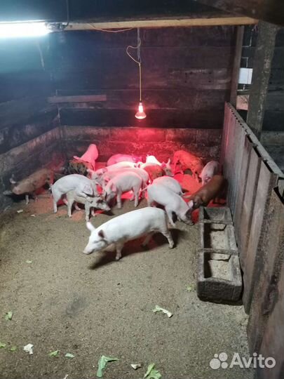 Поросята