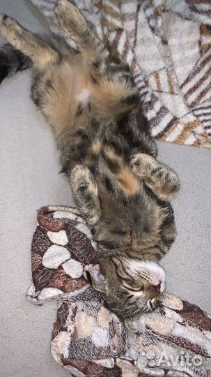 Кошки вислоухие