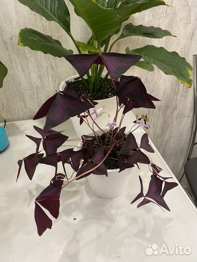 Уход за комнатными растениями