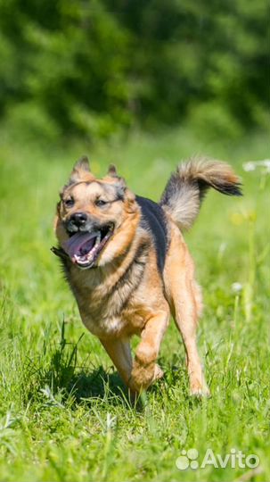 Собака в дар в добрые руки