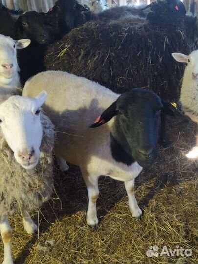 Бараны дорпер