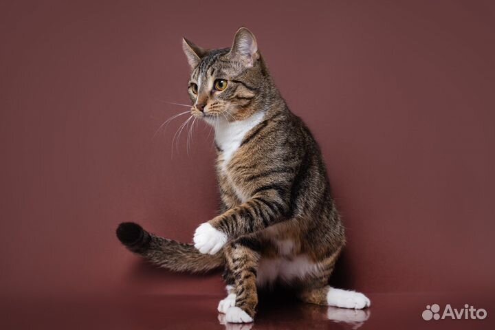 Кошки бесплатно