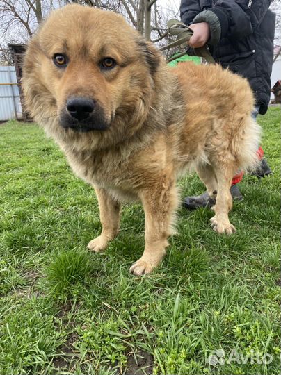 Собаки бесплатно