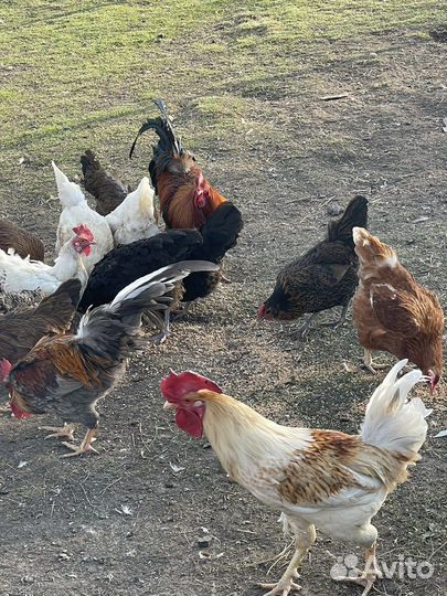 Молодые петухи