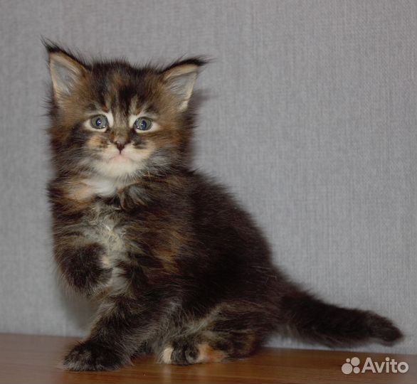 Черепаховое счастье