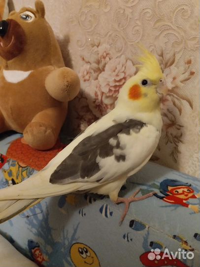 Попугай корелла