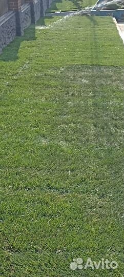 Рулонный газон c доставкой