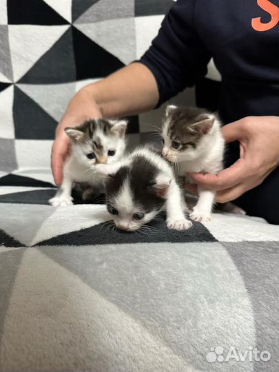 Котята в дар бесплатно