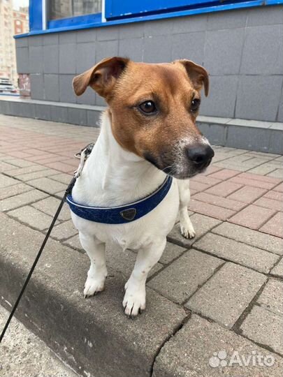 Вязка джек Рассел терьер