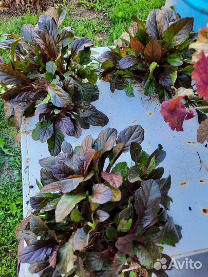 Многолетние садовые растения