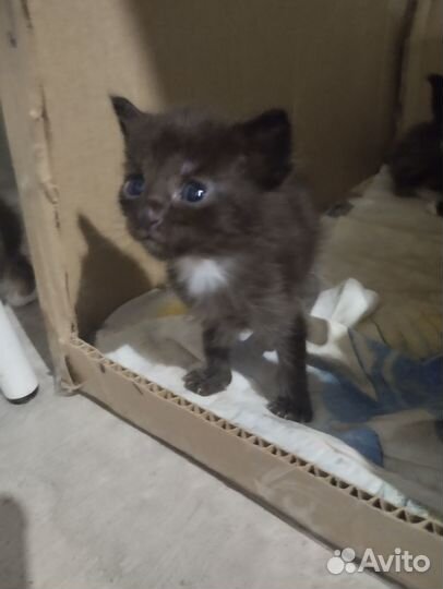 Котята мейн-кун