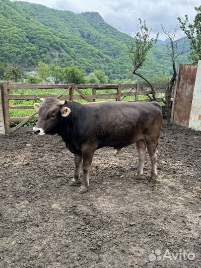 Бычки на мясо на племя на откорм