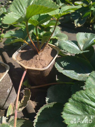 Рассада клубники