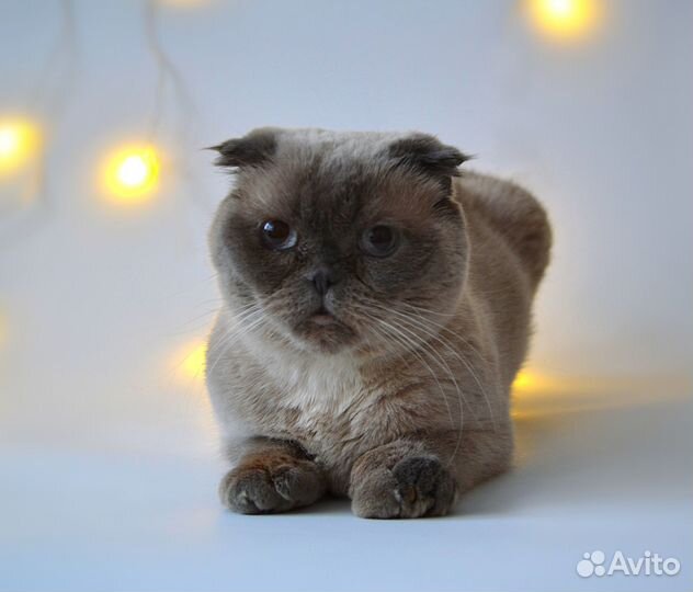 Кошка в добрые руки