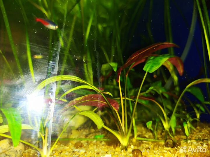 Криптокорина родственная (Cryptocoryne affinis)