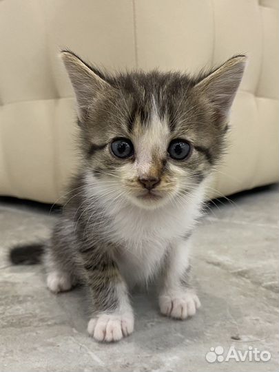 Котята в добрые руки бесплатно