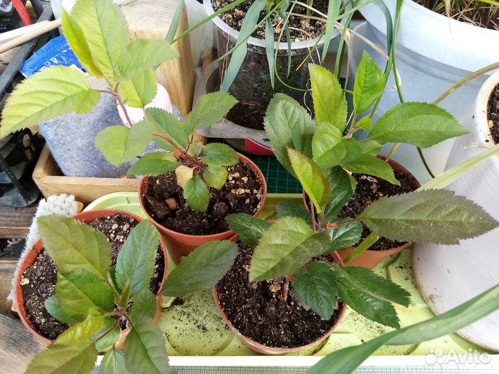 Фиалки, традесканциия, яблоньки