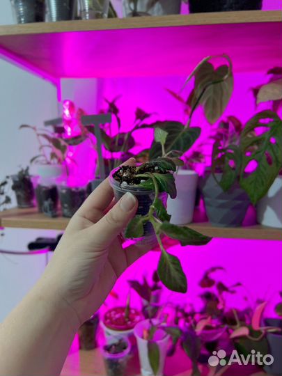 Комнатные растения цветы