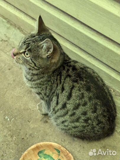 Котята отдам в добрые руки бесплатно