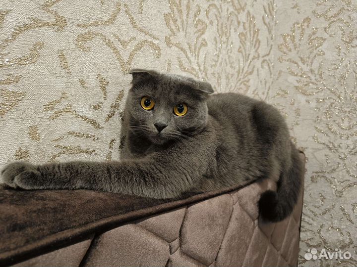 Вислоухая британка,отдам в хорошие руки