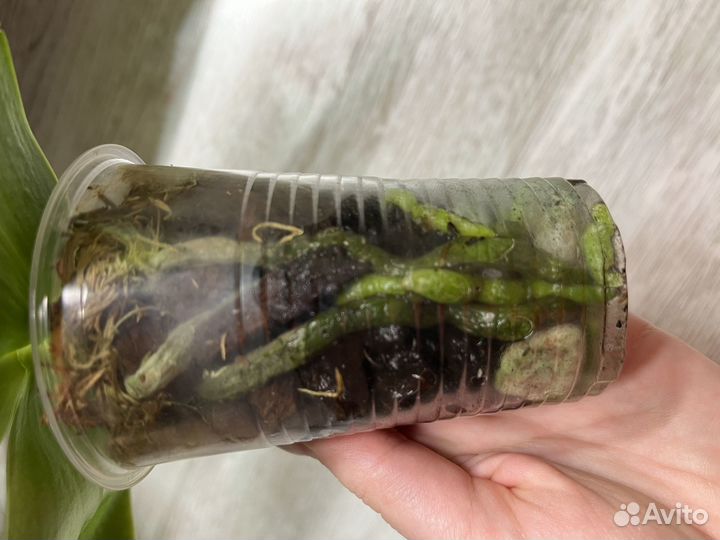 Орхидея Phal. Summer Dance queen ‘flame’