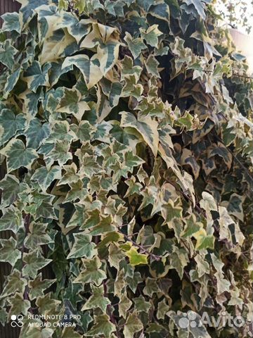 Плющ садовый 2 вида