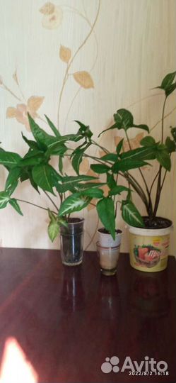 Сингониум, гинура, замиокулькас