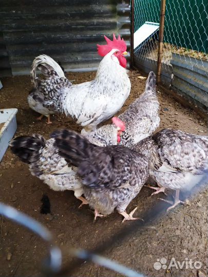 Петухи, селезни, уточки мускусные(индоутки)