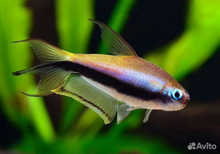 Аквариумные рыбки