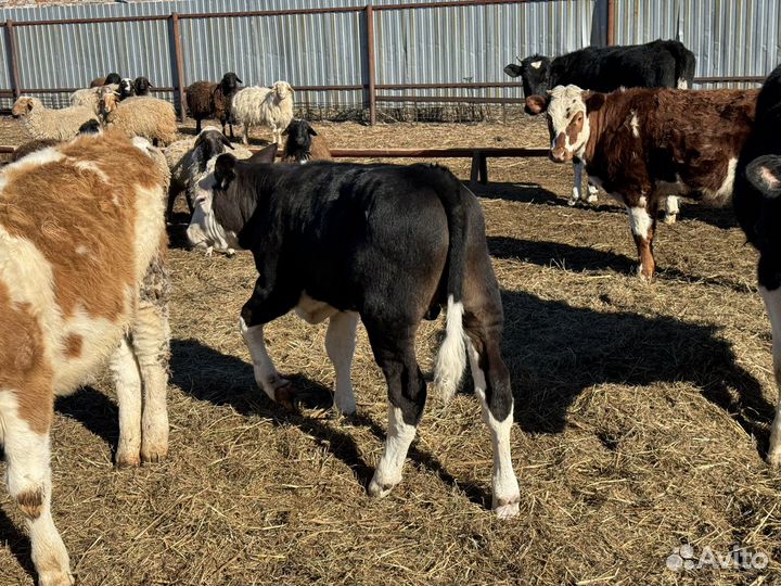 Бычки и быки