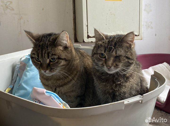 Котики в приюте