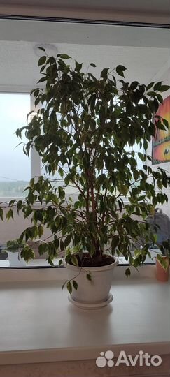 Фикус бенджамина большой