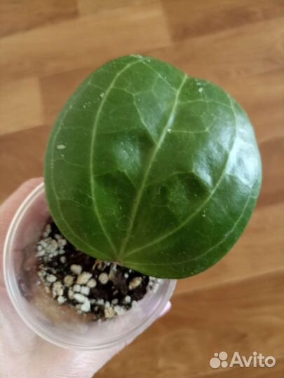 Хойя Villosa Long Leaf