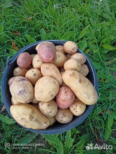 Картофель домашний