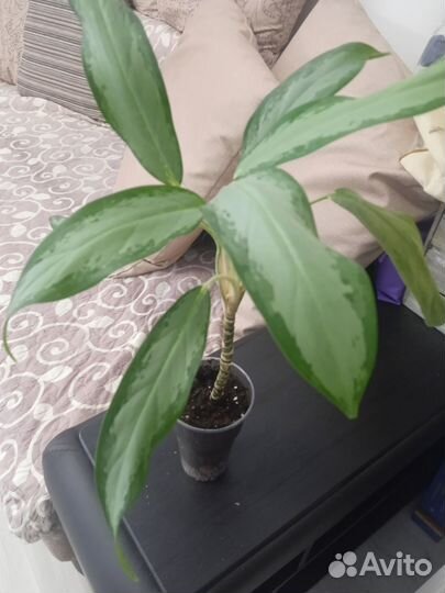 Комнатные растения цветы