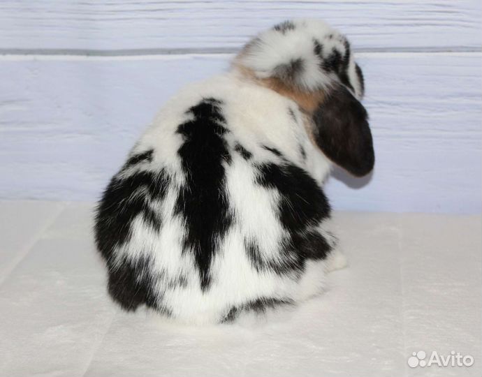 Расписной мальчишка Минилоп