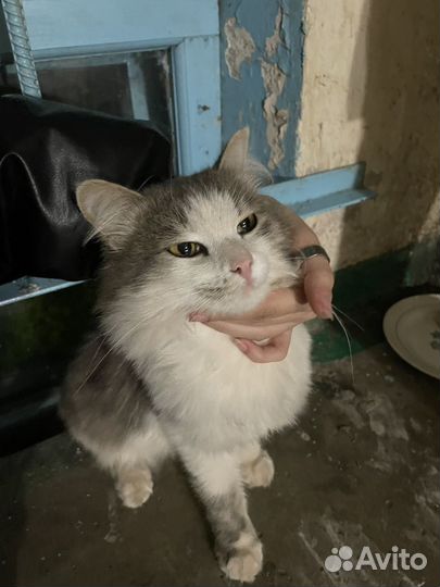 Отдам кота в добрые руки