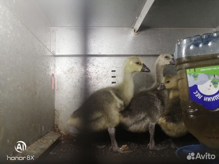 Инкубационное яйцо.Гусята-Серый крупный.Кубанский