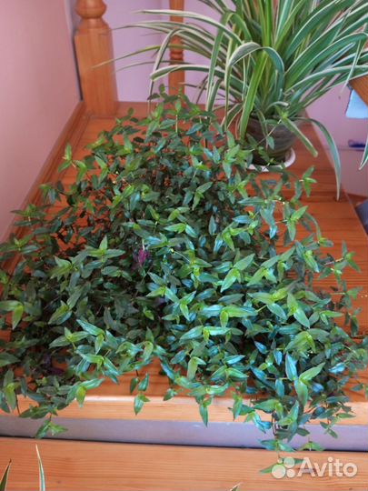 Комнатные растения